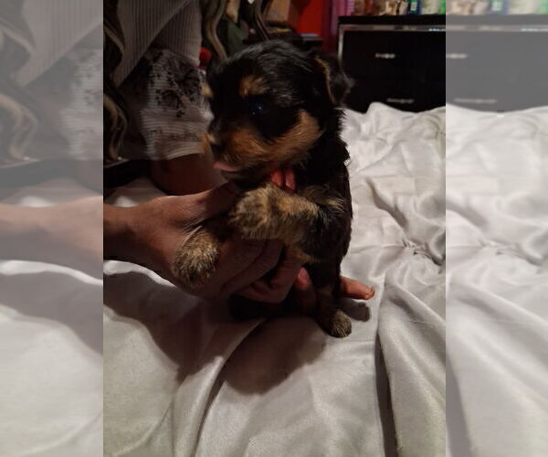 Medium Photo #1 Yorkshire Terrier Puppy For Sale in HOUSTON, TX, USA