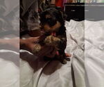 Small Yorkshire Terrier