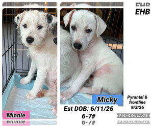 Mutt Dogs for adoption in Plainfield, IL, USA
