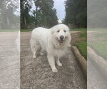 Small #2 Great Pyrenees