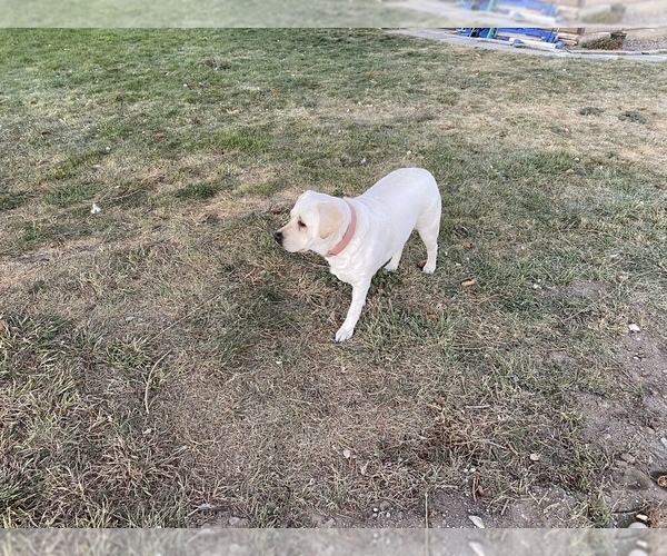 Medium Photo #7 Labrador Retriever Puppy For Sale in MOSES LAKE, WA, USA