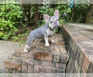 French Bulldog Puppy for sale in CHARLOTTE, NC, USA