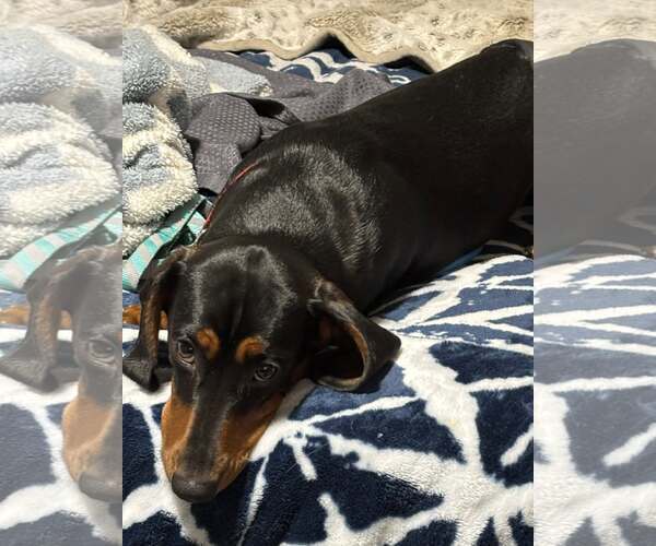 Medium Photo #2 Dachshund Puppy For Sale in Sioux Falls, SD, USA