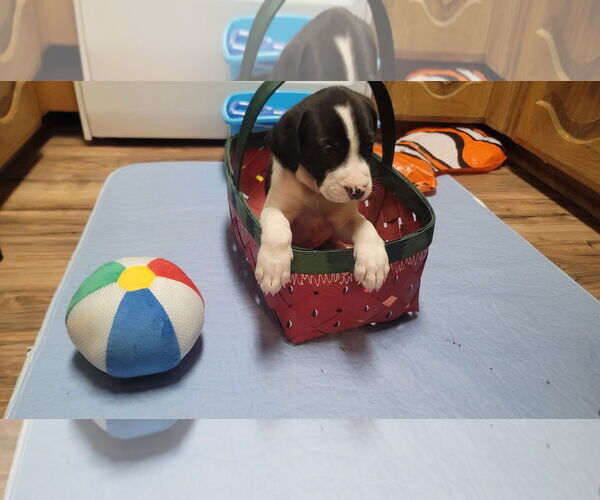 Medium Photo #3 Great Pyrenees Puppy For Sale in Spring, TX, USA