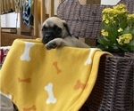 Small Photo #12 Mastiff Puppy For Sale in BRUCETON MILLS, WV, USA