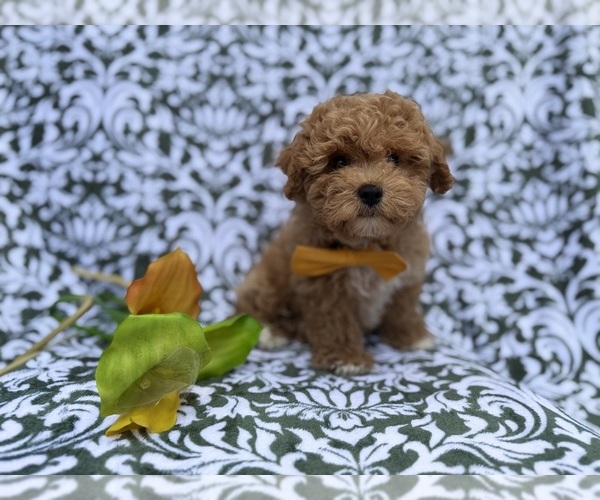 Medium Photo #7 Bichpoo Puppy For Sale in LAKELAND, FL, USA