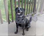Small #2 Mutt