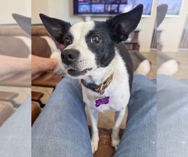 Medium Photo #4 Rat Terrier-Unknown Mix Puppy For Sale in Corona, CA, USA