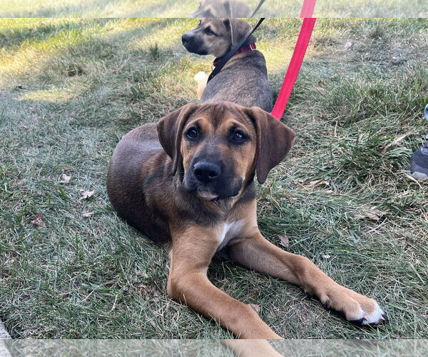 Medium Photo #2 Boxer Puppy For Sale in Clinton , MI, USA