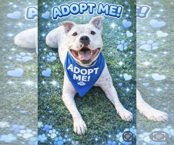 Medium Photo #8 American Bulldog-Staffordshire Bull Terrier Mix Puppy For Sale in Euless, TX, USA