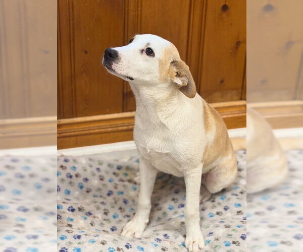 Medium Photo #1 Labrador Retriever-Unknown Mix Puppy For Sale in Raleigh, NC, USA