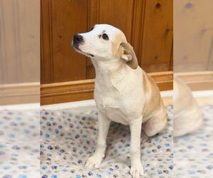 Labrador Retriever-Unknown Mix Dogs for adoption in Raleigh, NC, USA