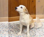 Small Labrador Retriever Mix