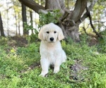 Small Photo #3 Golden Retriever Puppy For Sale in DOTHAN, AL, USA