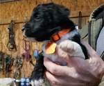 Small Photo #2 Aussiedoodle Puppy For Sale in RUSSELL, IA, USA