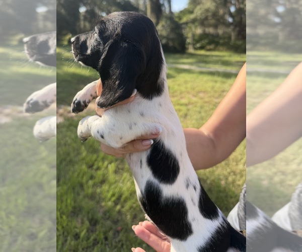 Medium Photo #4 Dachshund Puppy For Sale in LAKE PLACID, FL, USA