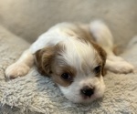 Puppy Puppy 2 Cavalier King Charles Spaniel