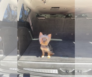 Yorkshire Terrier Puppy for sale in GASTONIA, NC, USA