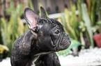 Small Photo #5 French Bulldog Puppy For Sale in CUTLER BAY, FL, USA