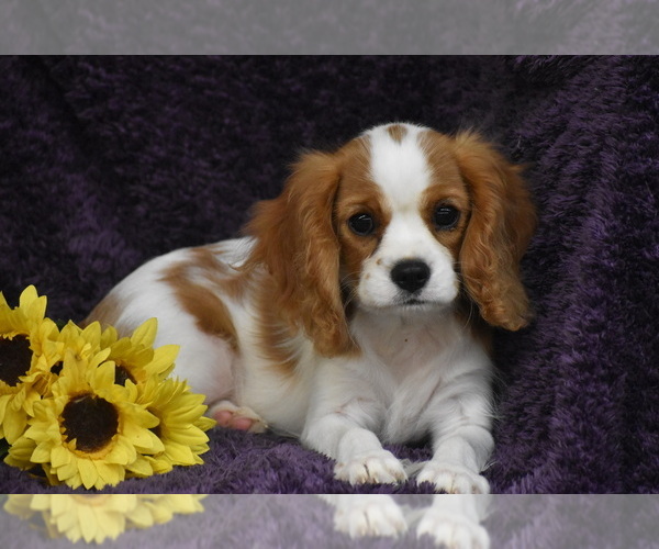 Medium Photo #4 Cavalier King Charles Spaniel Puppy For Sale in ELDORADO, OH, USA