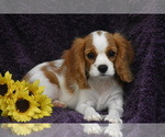 Small #3 Cavalier King Charles Spaniel