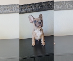 French Bulldog Puppy for sale in PROSPER, TX, USA