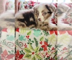 Image preview for Ad Listing. Nickname: Red merle girl