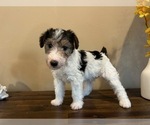 Small Photo #5 Wire Fox Terrier Puppy For Sale in FEASTERVILLE, PA, USA
