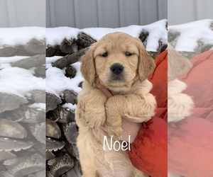 Medium Golden Retriever