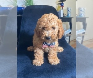Goldendoodle (Miniature) Puppy for sale in INDIANAPOLIS, IN, USA