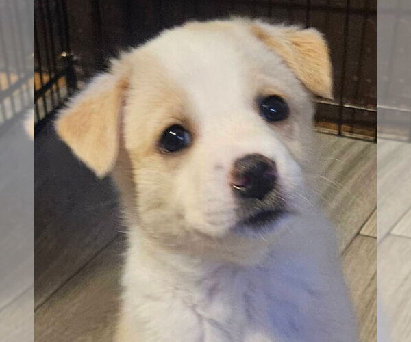 Medium Photo #1 Mutt Puppy For Sale in Jefferson, WI, USA