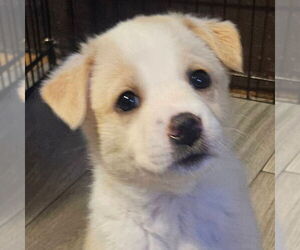 Mutt Dogs for adoption in Jefferson, WI, USA