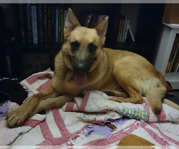 Medium Photo #4 German Shepherd Dog-Unknown Mix Puppy For Sale in San Leon, TX, USA