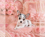 Small #23 Chihuahua