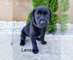 Puppy Lena AKC Eng Labrador Retriever