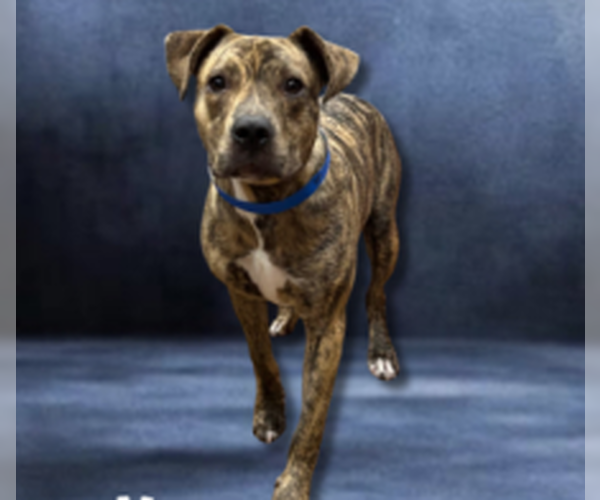 Medium Photo #2 American Pit Bull Terrier-Unknown Mix Puppy For Sale in Hillsboro, NH, USA