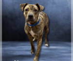 Small #1 American Pit Bull Terrier Mix
