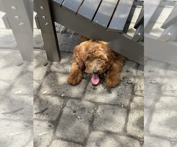 Medium Photo #4 Goldendoodle (Miniature) Puppy For Sale in WARWICK, RI, USA