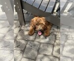 Small #3 Goldendoodle (Miniature)