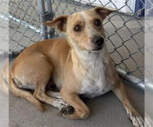 Chihuahua Dogs for adoption in Bakersfield, CA, USA