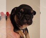 Small Photo #11 French Bulldog Puppy For Sale in CAPE CORAL, FL, USA