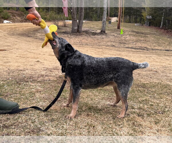 Medium Photo #5 Mutt Puppy For Sale in Garden City, NY, USA
