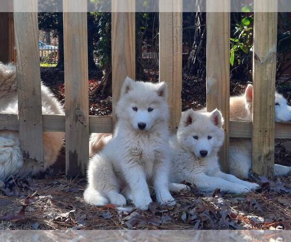 Medium Photo #12 Siberian Husky Puppy For Sale in DINWIDDIE, VA, USA