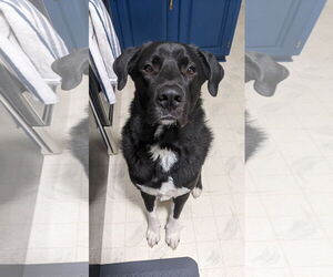 Medium Border Collie-Great Pyrenees Mix