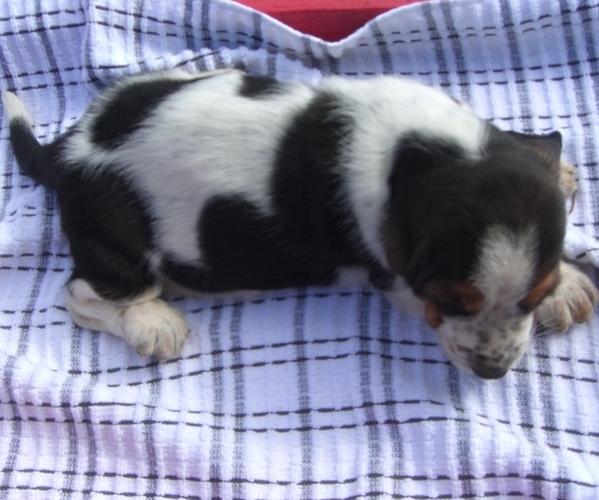 Medium Photo #9 Basset Hound Puppy For Sale in ORRVILLE, OH, USA