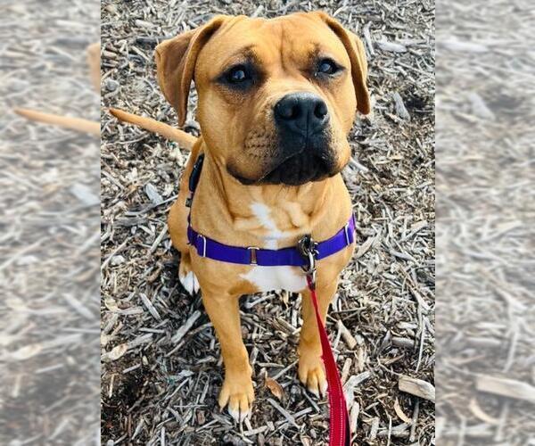 Medium Photo #1 Mutt Puppy For Sale in Santa Barbara, CA, USA