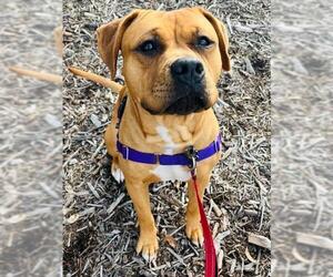 Mutt Dogs for adoption in Santa Barbara, CA, USA