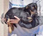 Small #2 Pembroke Welsh Corgi-Red Heeler Mix