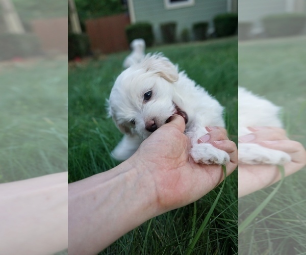 Medium Photo #3 Maltese Puppy For Sale in PORTLAND, OR, USA