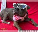 Small Photo #2 American Pit Bull Terrier Puppy For Sale in West Palm Beach, FL, USA